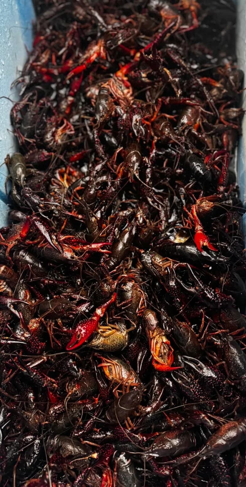 Live Louisiana crawfish